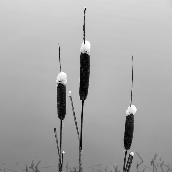 _D5A9455.jpg