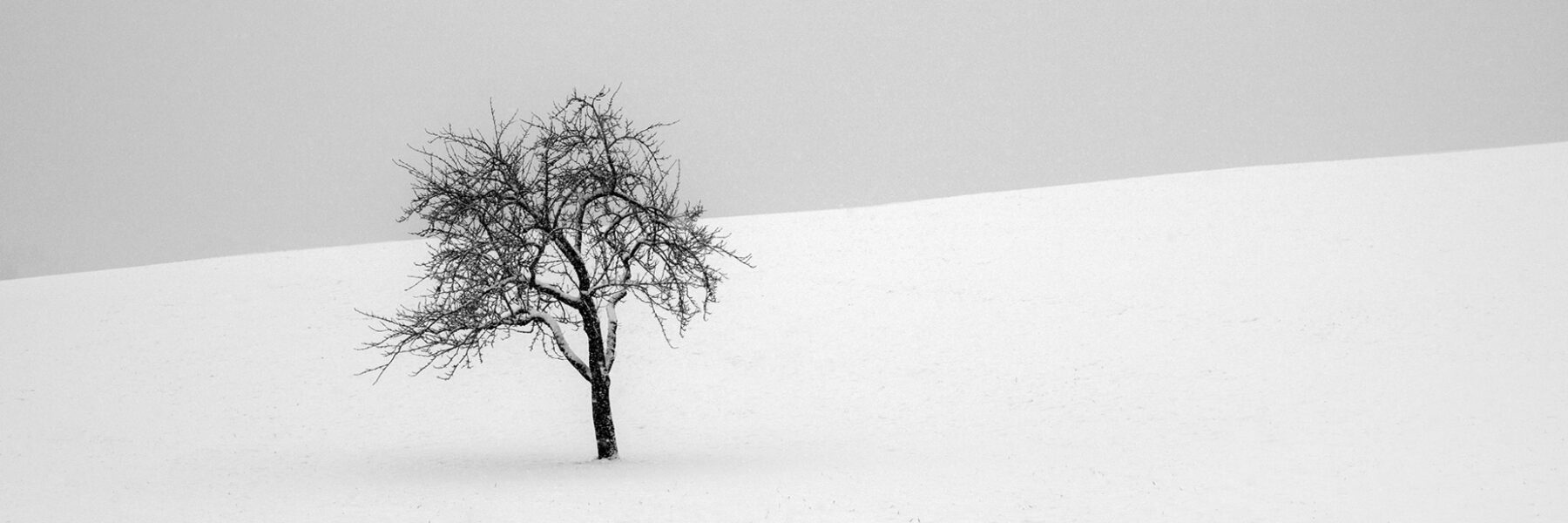 Zen trees packed in snow