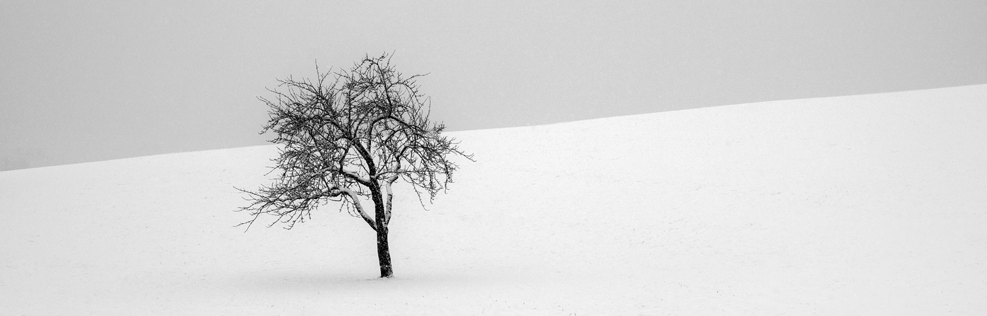 Zen trees packed in snow